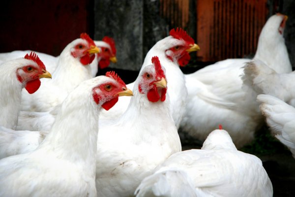 KOWR rozpoczął dystrybucję „Deklaracji strat w związku z wystąpieniem w Polsce grypy ptaków”