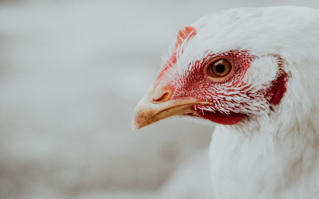 Zapytanie ofertowe dot. projektu: „Ochrona wizerunku polskiego sektora drobiarskiego na rynku krajowym” wraz z przeprowadzeniem przez niezależny podmiot badania efektywności projektu (zadania)