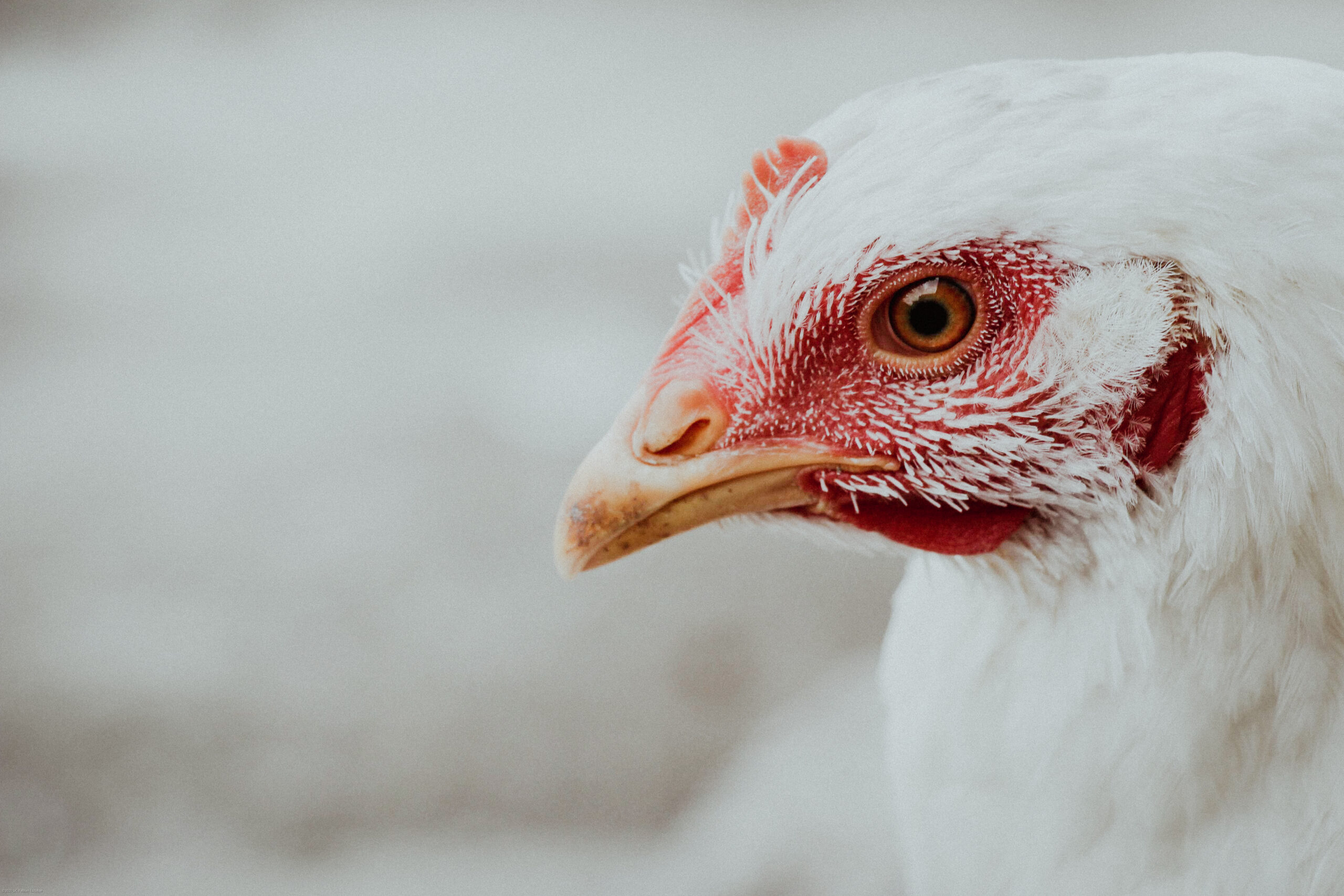 selective-closeup-white-hen